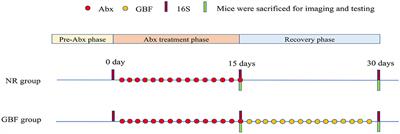 Green Banana Flour Contributes to Gut Microbiota Recovery and Improves <mark class="highlighted">Colonic Barrier</mark> Integrity in Mice Following Antibiotic Perturbation